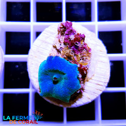 Discosoma bleu ultra
