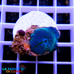 Discosoma tigré bleu...