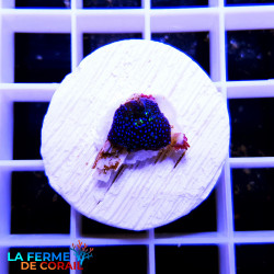 Discosoma bouton bleu