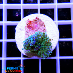 Ricordea yuma Vert |CATALOGUE