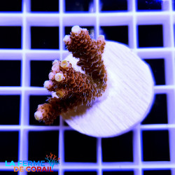 ACROPORA MILLEPORA rouge |...