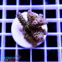 ACROPORA PROSTRATA Bleu 