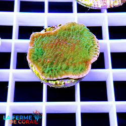 Montipora foliosa vert |...