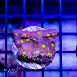 Echinophyllia spp. rouge...