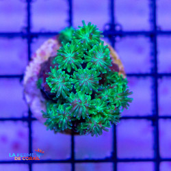 Galaxea astreata