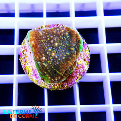 Echinophyllia aspera Pink...