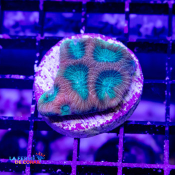 Favia sp. caldera| CATALOGUE