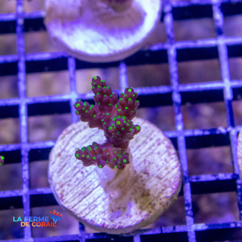 Acropora nana