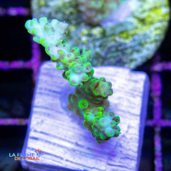 Image de l'Acropora Cytherea (Pikachu) de La Ferme de Corail