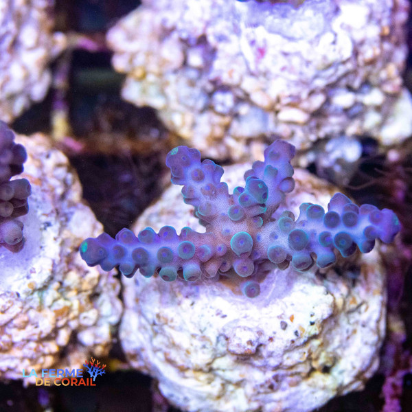 Acropora Desalwii Acropora Desalwii