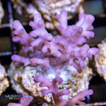 Image de l'Acropora Echinata violet de La Ferme de Corail