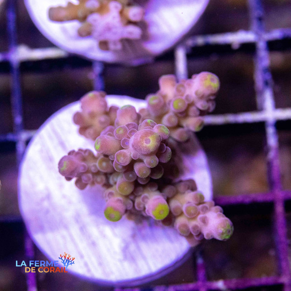 Acropora hemprichii Acropora hemprichii