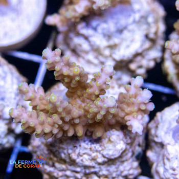 Image de l'Acropora Latistella (Bali Shortcake) de La Ferme de Corail