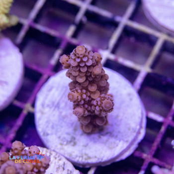 Acropora rosaria