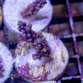 Acropora secale violet