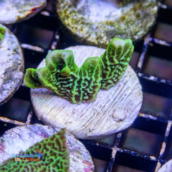 Montipora Confusa