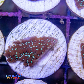 Montipora Undata