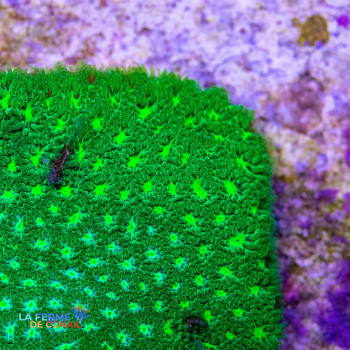 Leptastrea sp. vert ultra