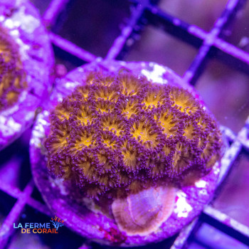 Leptastrea sp. Orange