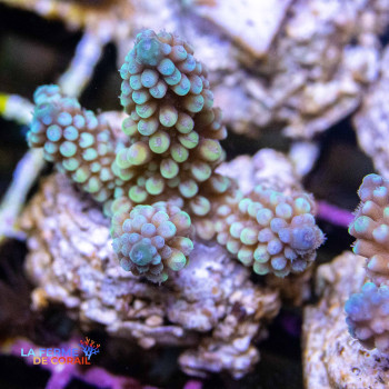 Image de l'Acropora digitifera de La Ferme de Corail