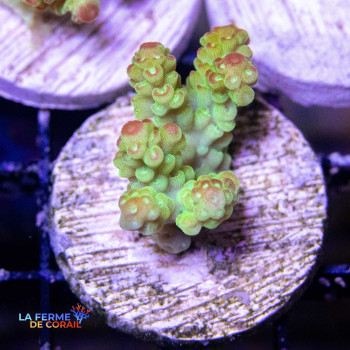 ACROPORA FLORIDA