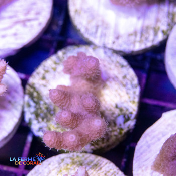 Image de l'Acropora hyacinthus  de La Ferme de Corail