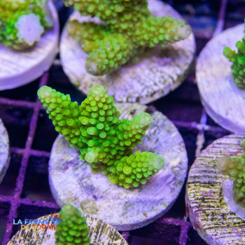 Acropora nobilis