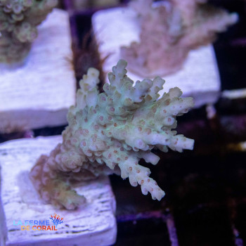 Acropora parilis bleu 