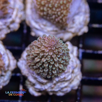Acropora robusta vert