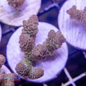 Acropora tenuis rainbow