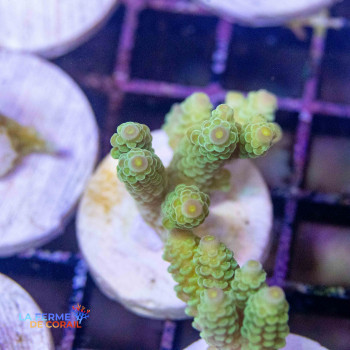 Acropora tenuis vert 