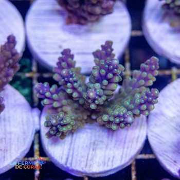 Acropora Valida violet 