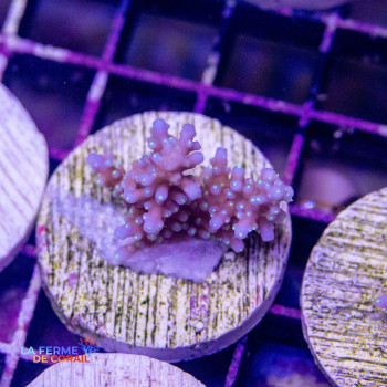 Acropora Tortuosa