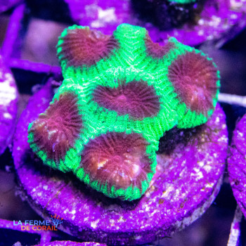 Favia sp. "Christmas"