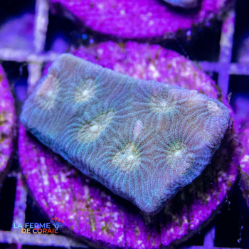 Favia sp. bouches vertes
