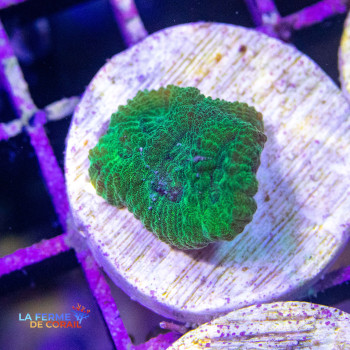 Favia sp. Green