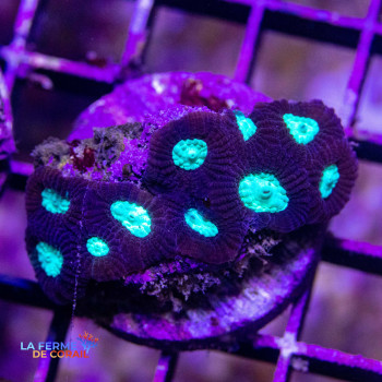 Favia sp. Vert Extra