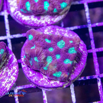 Favites pentagona
