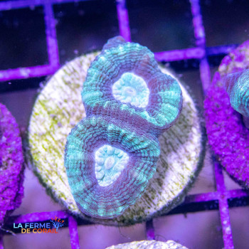Goniastrea spp. BlueGin