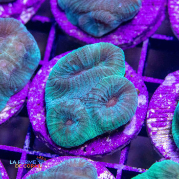 Montastrea sp. Vert bouches...