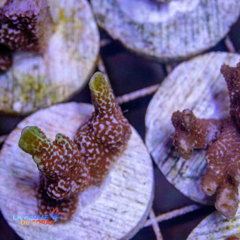 Montipora samarensis 