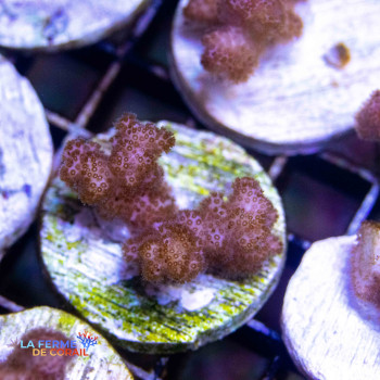Pocillopora eudouxy rose