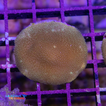 Porites lobata Jaune
