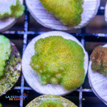 Pocillopora verrucosa Jaune