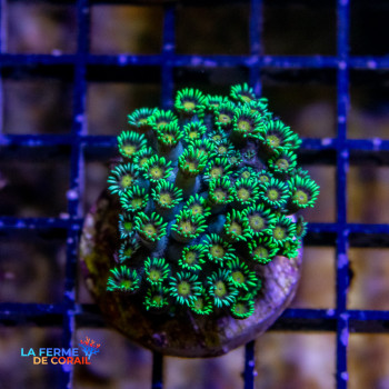 Goniopora sp. Vert coeur...