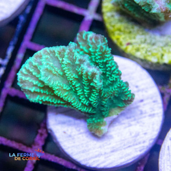 Merulina Ampliata vert fluo 