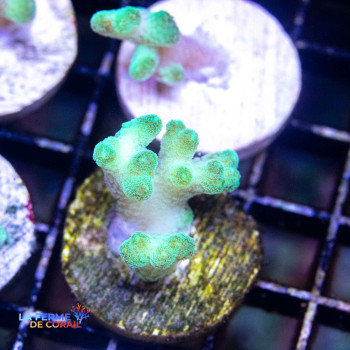 Seriatopora stellata Vert