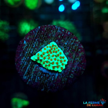 Montipora danae Chili pepper