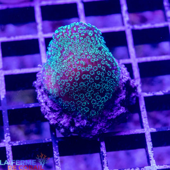 Stylophora subseriata Vert [LFDC] | WYSIWYG_C-19 