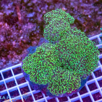 Euphyllia yayamaensis Lime green tips [LFDC] | WYSIWYG_G-7 